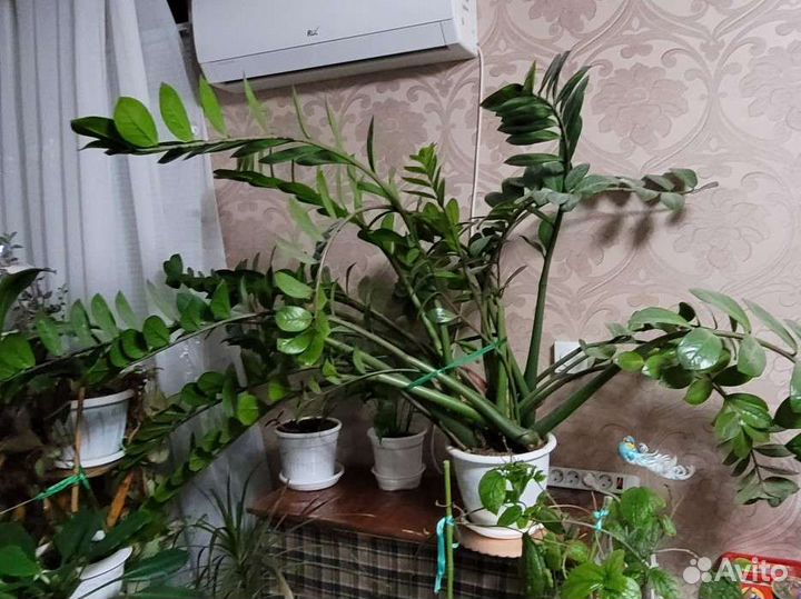 Комнатные растения