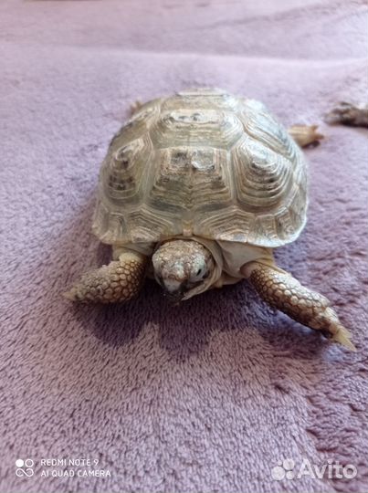 Черепаха сухопутная