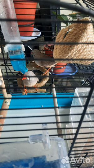 Продам двух амадинов, девочки 6 месяцев, с клеткой