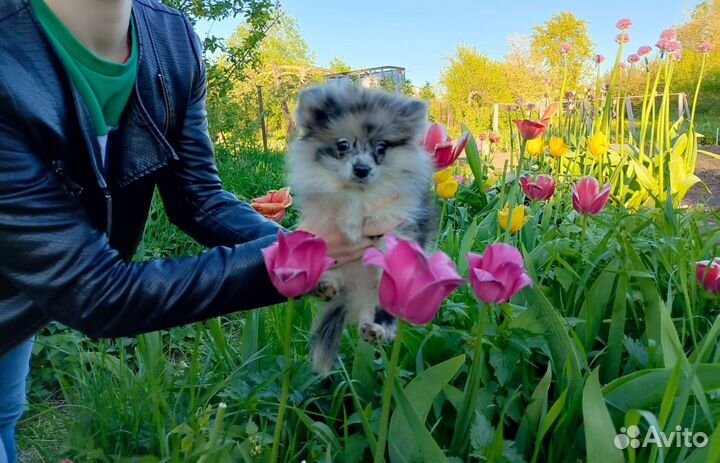 Щенки шпица девочки