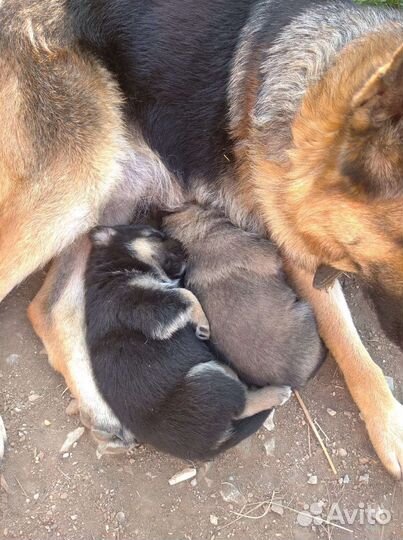 Щенки от немецкой овчарки
