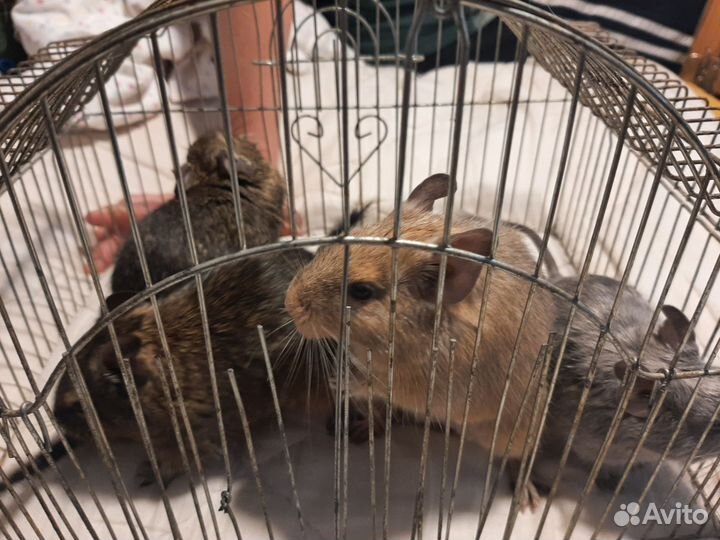 Клетка для дегу