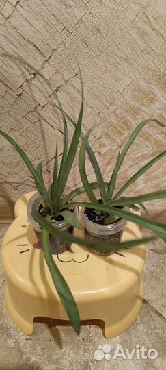 Комнатные растения