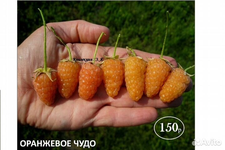 Кустарники Гортензии Малина Розы Доставка Почтой