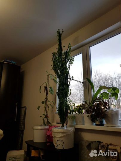 Кактус молочай