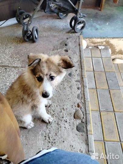 Лайка Помесь