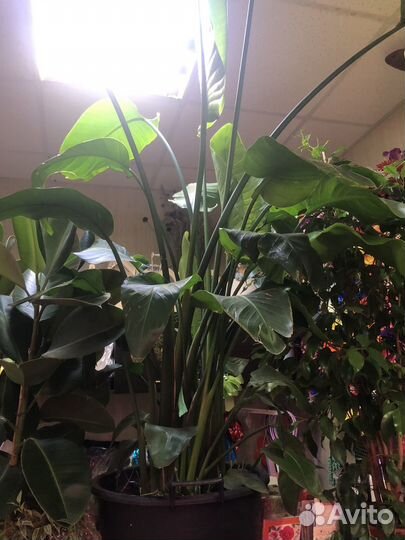 Стрелиция николая огромный