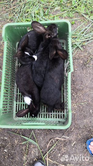 Кролики породы Рекс