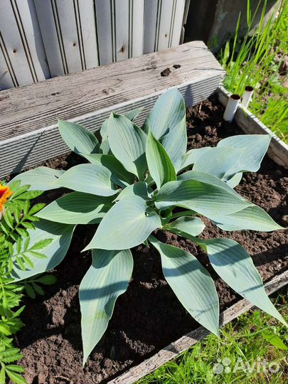 Многолетние садовые растения