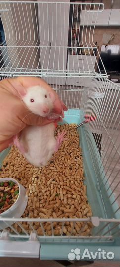 Крыса дамбо