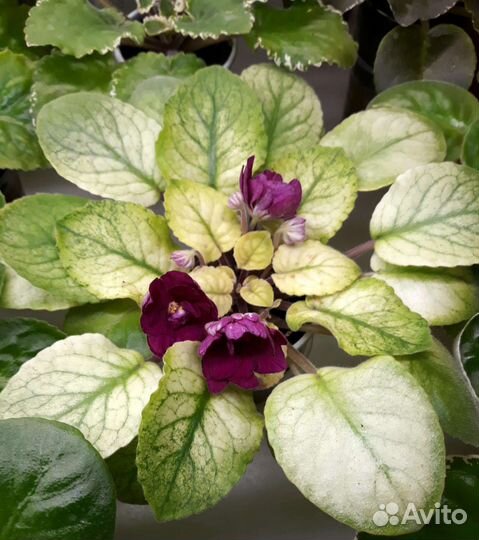 Фиалка-лист на срез