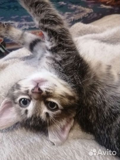 Котёнок девочка в дар