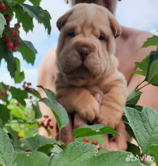 Щенки Шарпей