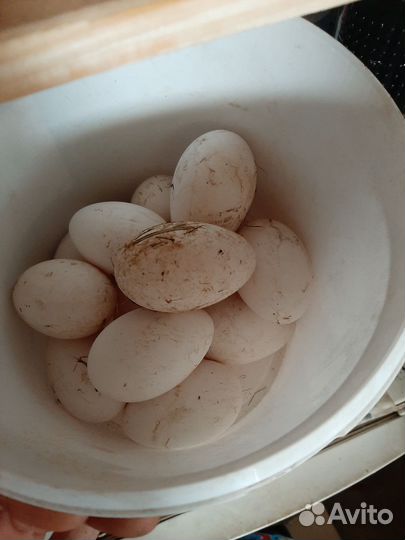 Инкубационное яйцо гусей линда