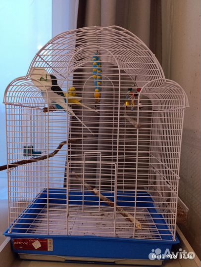 Волнистый попугай с клеткой