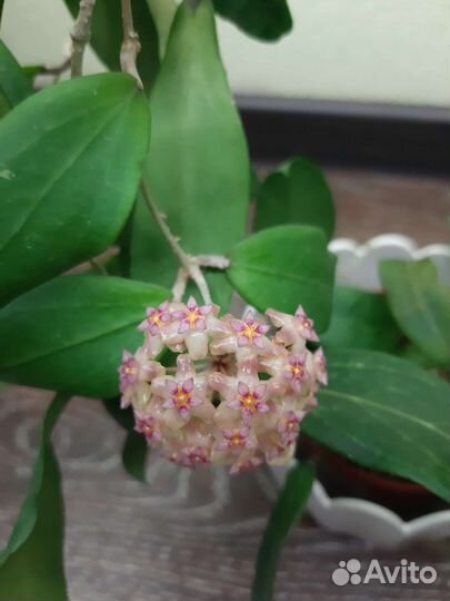 Хойи на срез