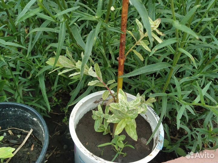 Декоративые кустарники