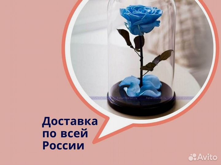 Роза в колбе. Живая