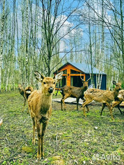 Оленья ферма