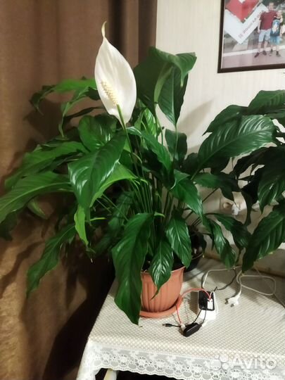 Комнатные растения цветы большие