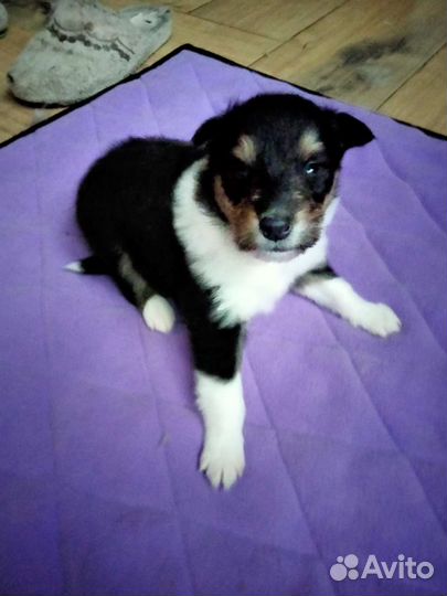 Колли щенки