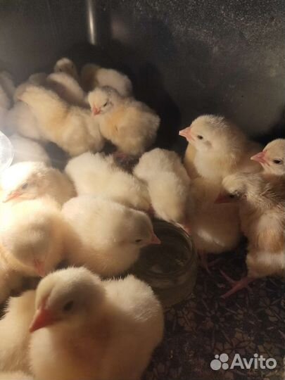 Бройлера и другая птица