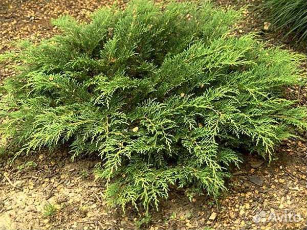 Розмарин, туя западная, смарагд, брабант