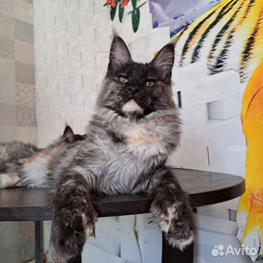 Девочки полидакты