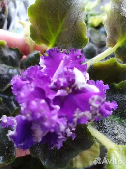 Фиалки цветущие