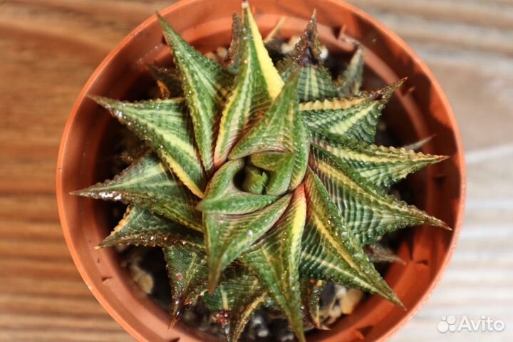 Редкий суккулент haworthia limifolia variegata