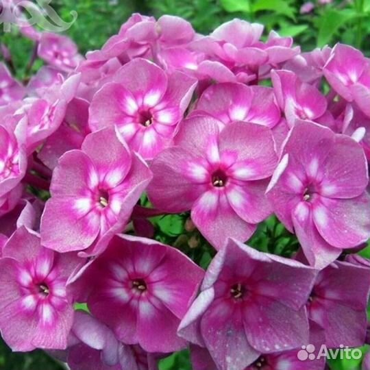 Комнатные и уличные растения