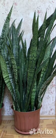 Сансиверия