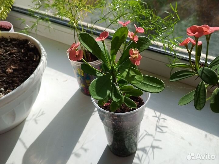 Молочай миля