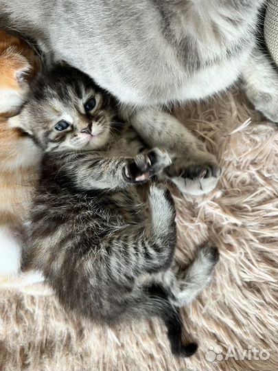 Котята