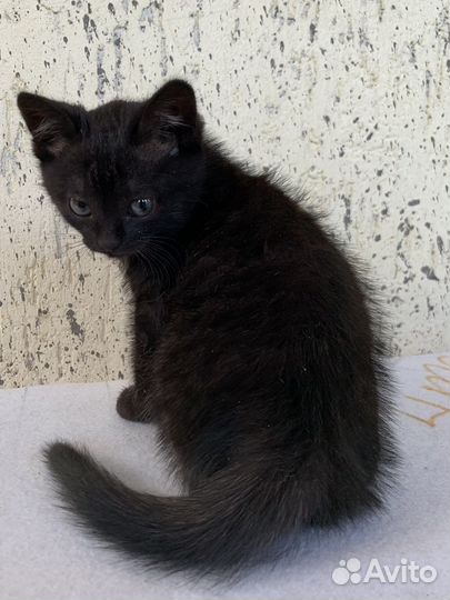 Котята в добрые руки, три девочки