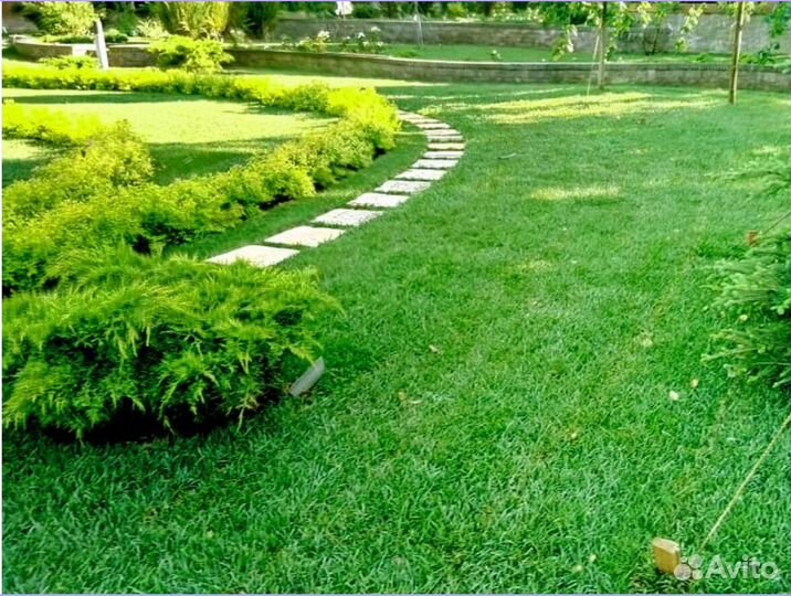 Рулонный газон Элитный