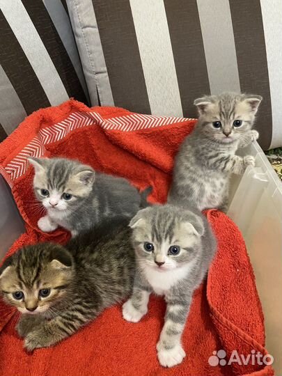 Шотландская вислоухая