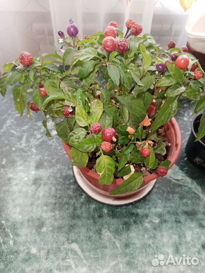 Перчик острый цветущий