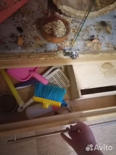 Шиншиллы с домом витриной