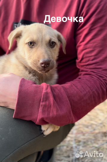 Щенки бесплатно