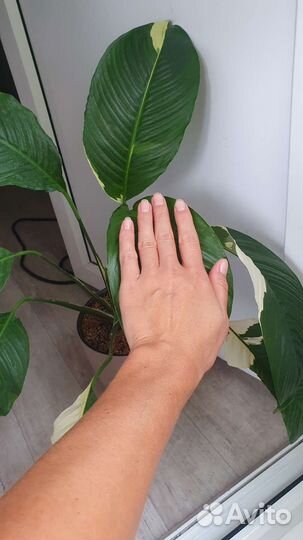 Спатифиллум пикассо