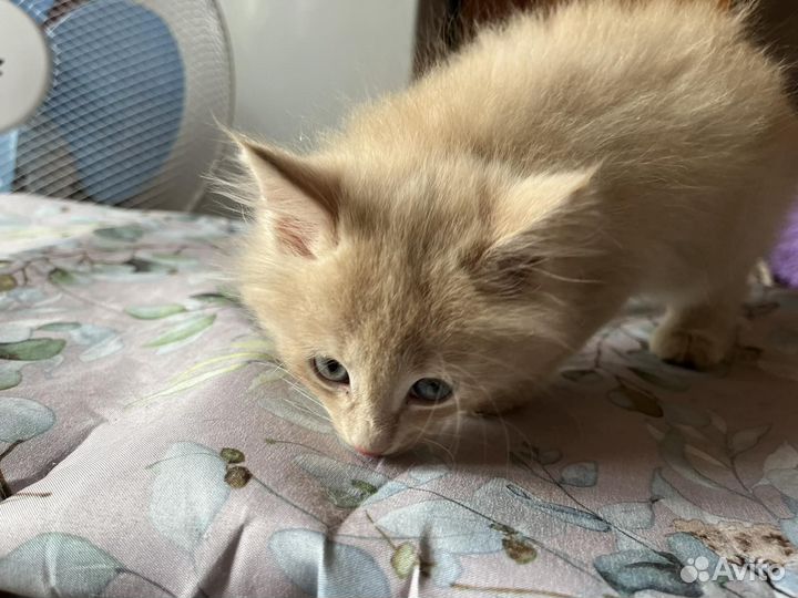 2 котика 2 мес выброшены двуногими уродами