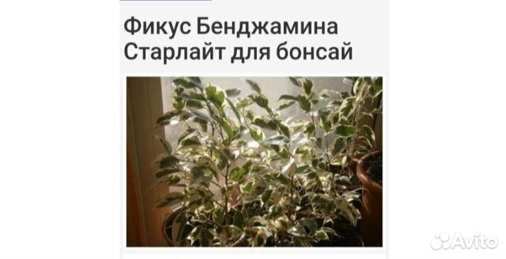 Фикус бенджамина банзай