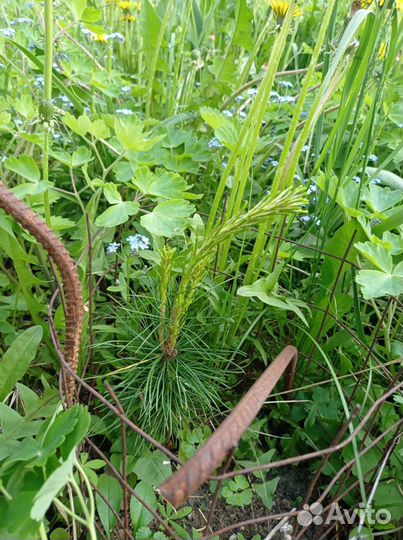 Саженцы сибирского и корейского кедра