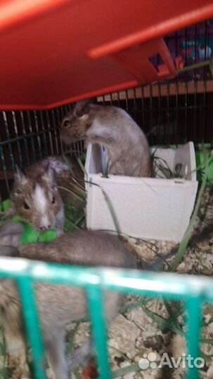 Хомяки. сирийцы и белочки дегу