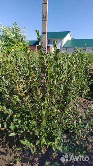 Кизильник блестящий