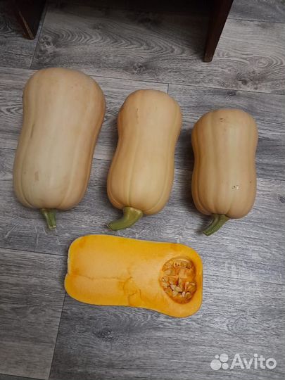 Тыква мускатная