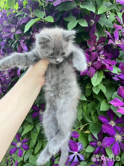 Кошечка в добрые руки