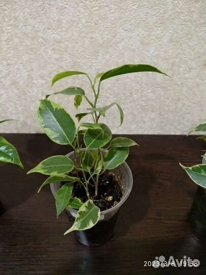 Фикус Бенджамина кинки