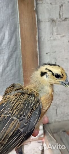 Семья лакеданзи